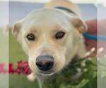Small #5 Labrador Retriever Mix