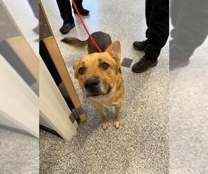 German Shepherd Dog-Unknown Mix Dogs for adoption in Palmetto, FL, USA