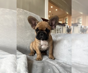 French Bulldog Puppy for Sale in MCMINNVILLE, Tennessee USA