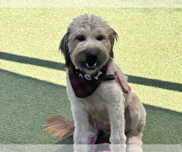 Medium Photo #3 Mutt Puppy For Sale in Phoenix, AZ, USA