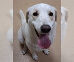 Small Labrador Retriever Mix
