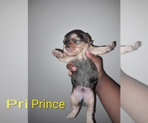 -Poodle (Toy) Mix Puppy for sale in SHELBY, NC, USA