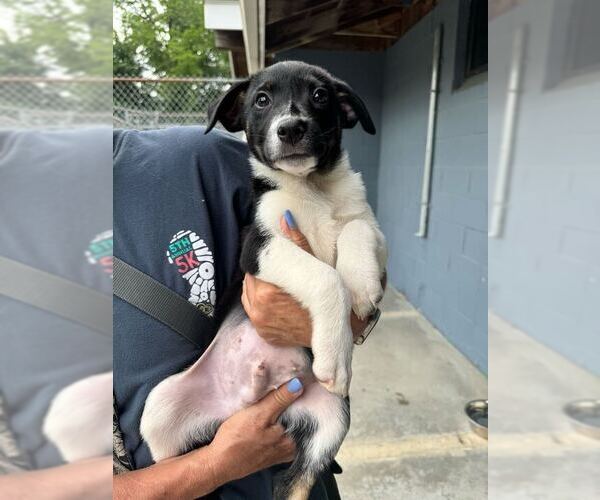 Medium Photo #1 Mutt Puppy For Sale in Elmsford, NY, USA