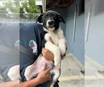 Small Mutt