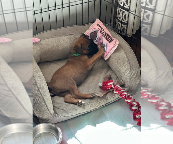 Medium Photo #2 Mutt Puppy For Sale in Dana Point, CA, USA