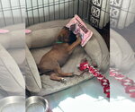 Small #1 Mutt