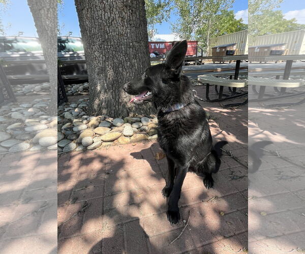 Medium Photo #3 Mutt Puppy For Sale in Emmett, ID, USA