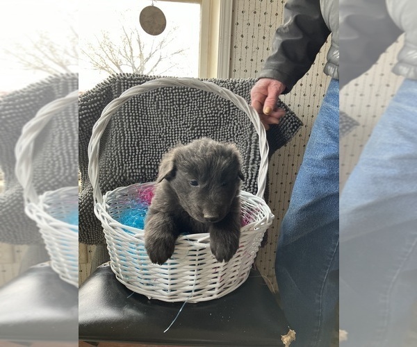 Medium Photo #1 German Shepherd Dog Puppy For Sale in FORT COLLINS, CO, USA