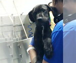 Small Labrador Retriever Mix