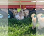 Small Photo #9 Golden Retriever Puppy For Sale in JOPLIN, MO, USA