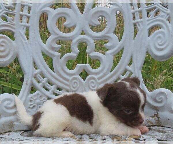 Medium Photo #21 Chihuahua Puppy For Sale in HAYES, VA, USA