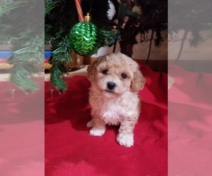 Bichpoo Puppy for sale in PLYMOUTH, IN, USA
