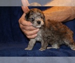 Small #14 Poodle (Toy)