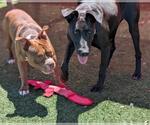 Small #6 American Pit Bull Terrier-Staffordshire Bull Terrier Mix