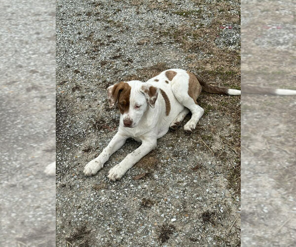 Medium Photo #1 Mutt Puppy For Sale in Linton, IN, USA