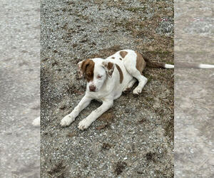 Mutt Dogs for adoption in Linton, IN, USA