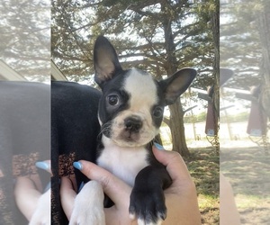 Boston Terrier Puppy for sale in FREDONIA, KS, USA