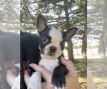 Small Boston Terrier