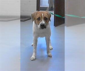 Border Collie-Unknown Mix Dogs for adoption in Fayetteville, NC, USA