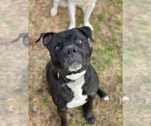 Deitz - Male Bulloxer Dog for Adoption - Photo #10