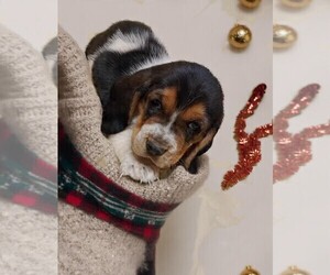 Basset Hound Puppy for sale in SALEM, WV, USA