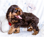 Small #2 Cocker Spaniel