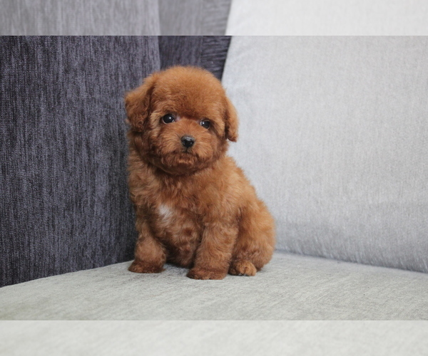 Medium Photo #2 Poodle (Toy) Puppy For Sale in LONG ISLAND CITY, NY, USA
