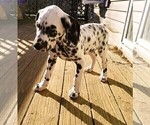 Small Photo #5 Dalmatian Puppy For Sale in INDIANAPOLIS, IN, USA