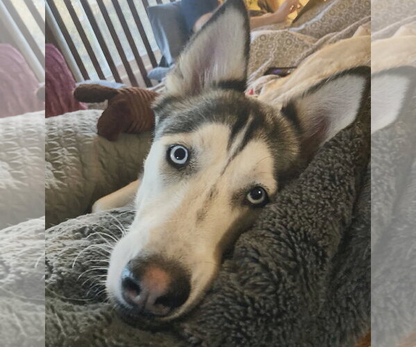Medium Photo #4 Siberian Husky-Unknown Mix Puppy For Sale in Cedar Crest, NM, USA