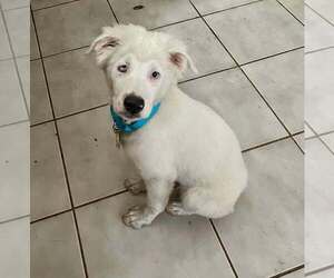 Australian Shepherd Dogs for adoption in Kimberton, PA, USA