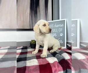 Labrador Retriever Puppy for sale in FRANKLIN, IN, USA