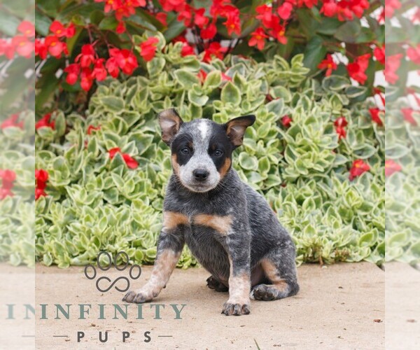 Medium Photo #1 Australian Cattle Dog Puppy For Sale in ATGLEN, PA, USA