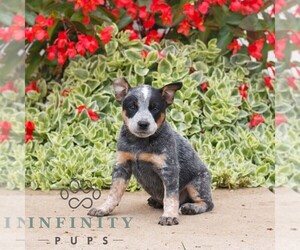 Australian Cattle Dog Puppy for sale in ATGLEN, PA, USA