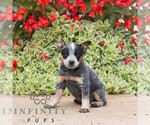 Small Australian Cattle Dog