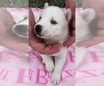 Small #3 Siberian Husky