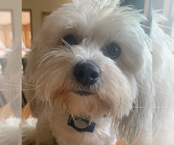 Medium Photo #12 Coton de Tulear Puppy For Sale in BIG RAPIDS, MI, USA