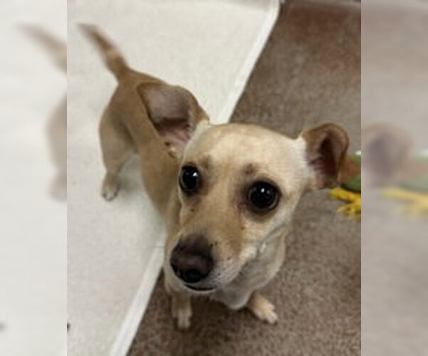 Medium Photo #1 Chihuahua Puppy For Sale in Salinas, CA, USA