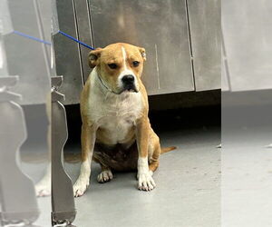 American Staffordshire Terrier-Unknown Mix Dogs for adoption in Waco, TX, USA