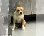 Small American Staffordshire Terrier Mix