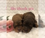 Small Mini Whoodle (Wheaten Terrier/Miniature Poodle)
