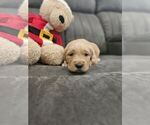 Small Photo #20 Golden Retriever Puppy For Sale in SACRAMENTO, CA, USA