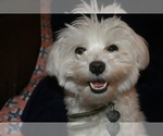 Small Photo #1 Maltipoo (Miniature) Puppy For Sale in EL PASO, TX, USA