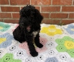 Small Photo #18 Springerdoodle Puppy For Sale in GADSDEN, AL, USA