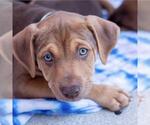 Small #13 Mutt