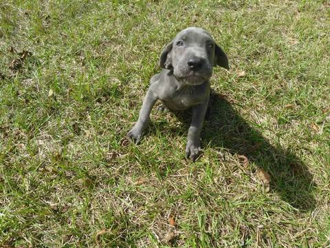 Medium Photo #1 Neapolitan Mastiff Puppy For Sale in WINTER GARDEN, FL, USA