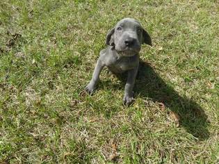 Neapolitan Mastiff Puppy for sale in WINTER GARDEN, FL, USA