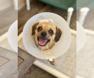 Chug Dogs for adoption in Santa Barbara, CA, USA