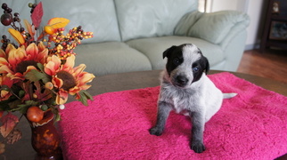 Australian Cattle Dog Puppy for sale in RUBICON, WI, USA