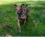 Small #12 Feist Terrier Mix