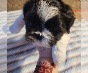 Shih-Poo Puppy for sale in HOBART, IN, USA